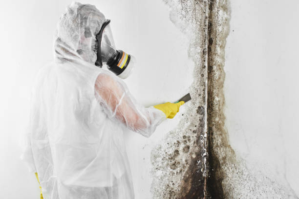 Professional Mold Removal in Elkhorn, CA