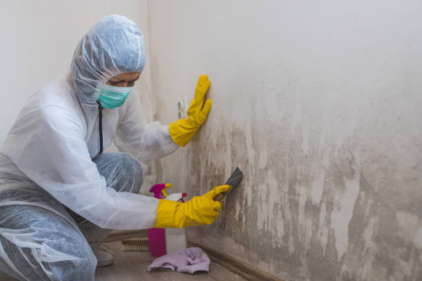Best Residential Mold Removal  in Elkhorn, CA