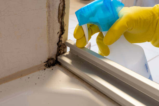 Best Office Mold Removal Services  in Elkhorn, CA