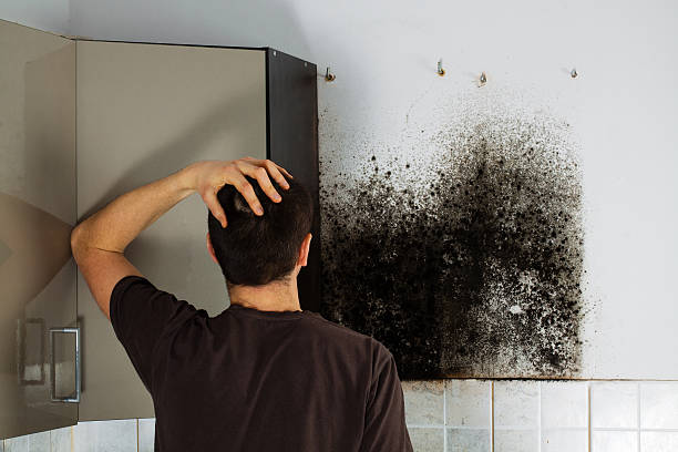 Best Toxic Mold Removal  in Elkhorn, CA